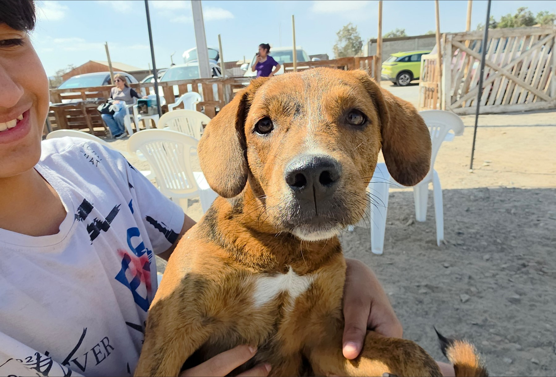 Realizan más de 1.600 esterilizaciones de animales de compañía en Arica