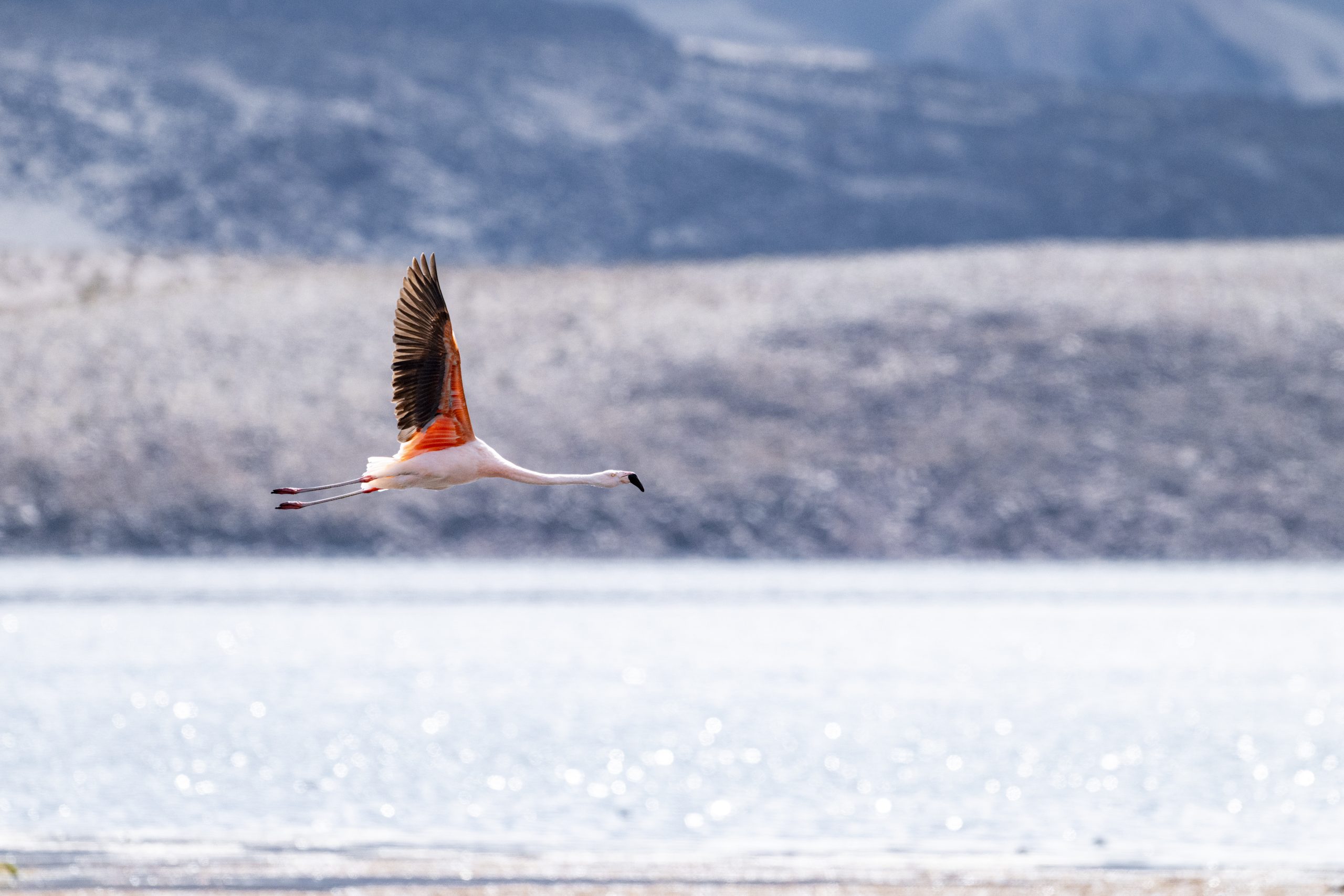 Flamenco chileno del Salar de Surire viaja 1.480 kilómetros y aparece en Argentina