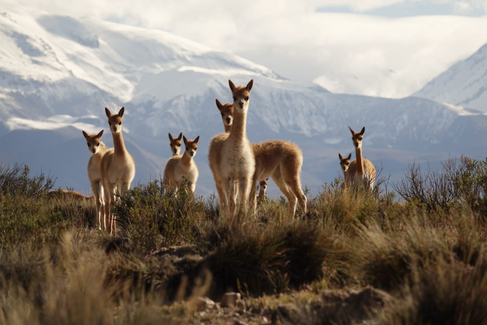 Todo listo para el segundo chaku tradicional aymara para arreo y esquila de vicuñas