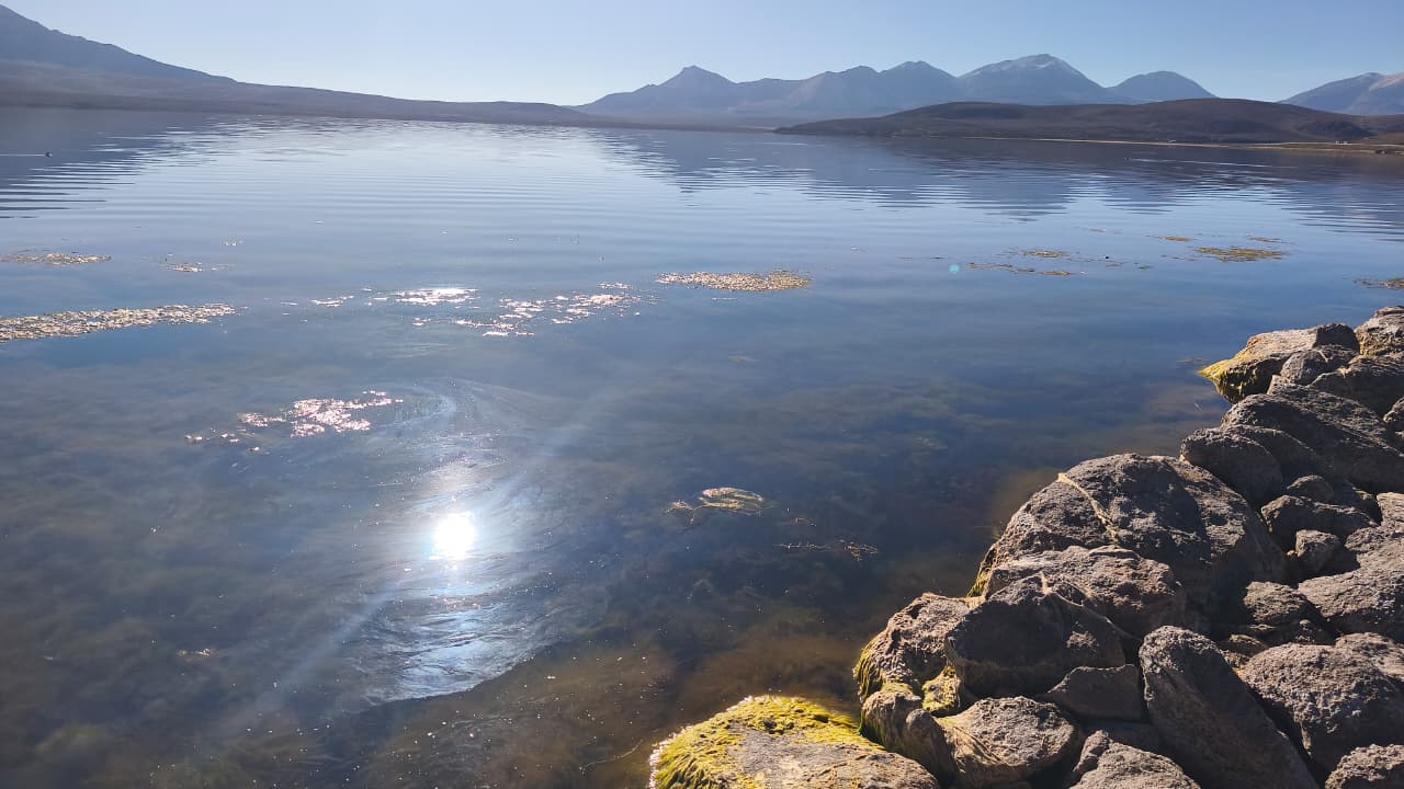 Emergencia en Chungará: CONAF informa retiro del 55% del material contaminante a 20 días de la emergencia