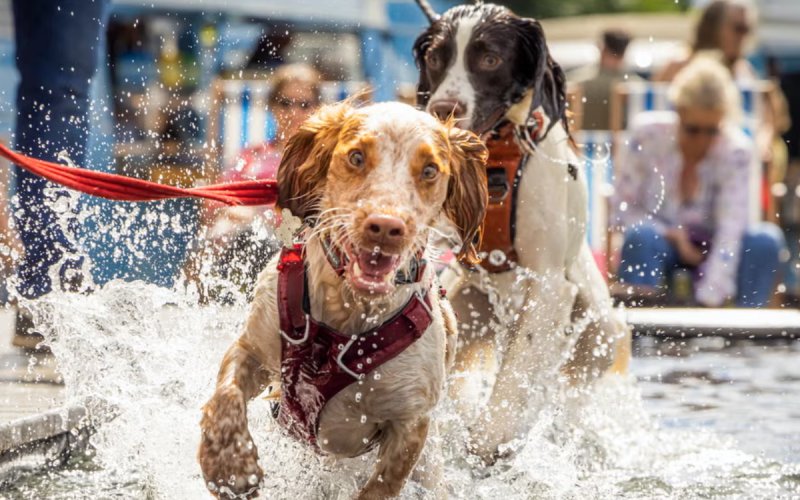 GuauFest 2026: El festival de perros más grande de Chile llega a Santiago con más de 20 actividades