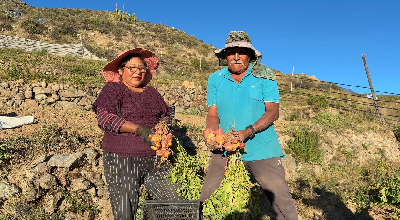 Tradiciones y gastronomía se toman Chapiquiña este fin de semana