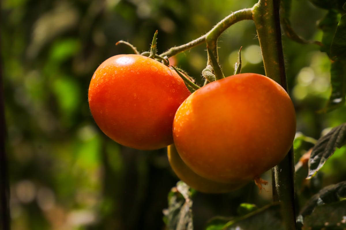 Tomates de Arica más limpios: Pequeña agricultura demuestra que es posible usar menos químicos y producir más