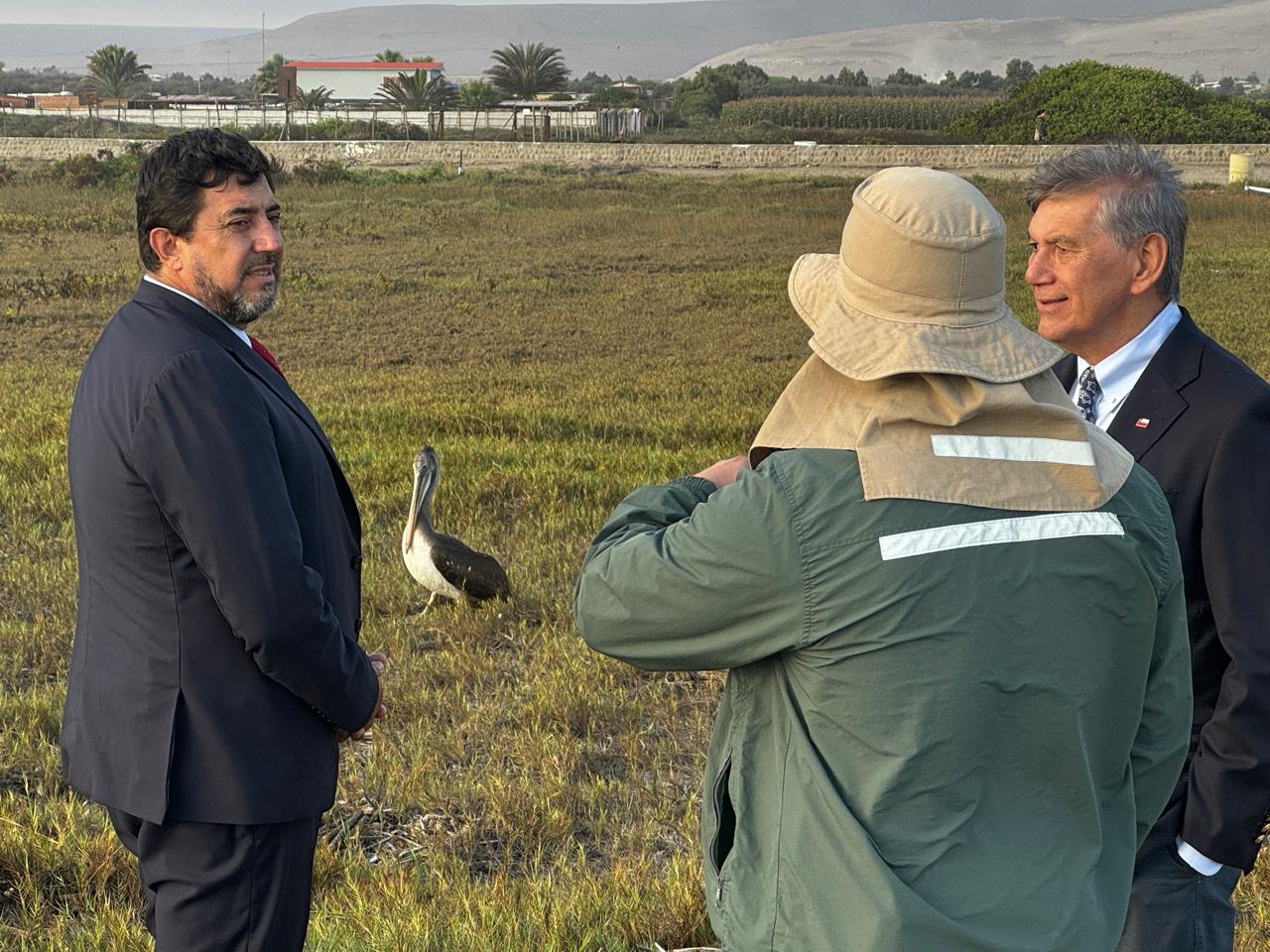 Autoridades llaman a la prevención y mantienen monitoreo por casos de gripe aviar en aves silvestres