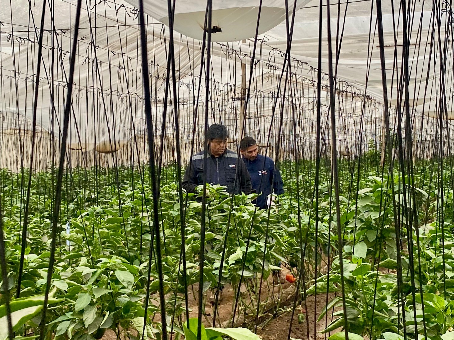 Agricultura inicia catastro de agricultores y ganaderos afectados por evento hidrometeorológico de agosto