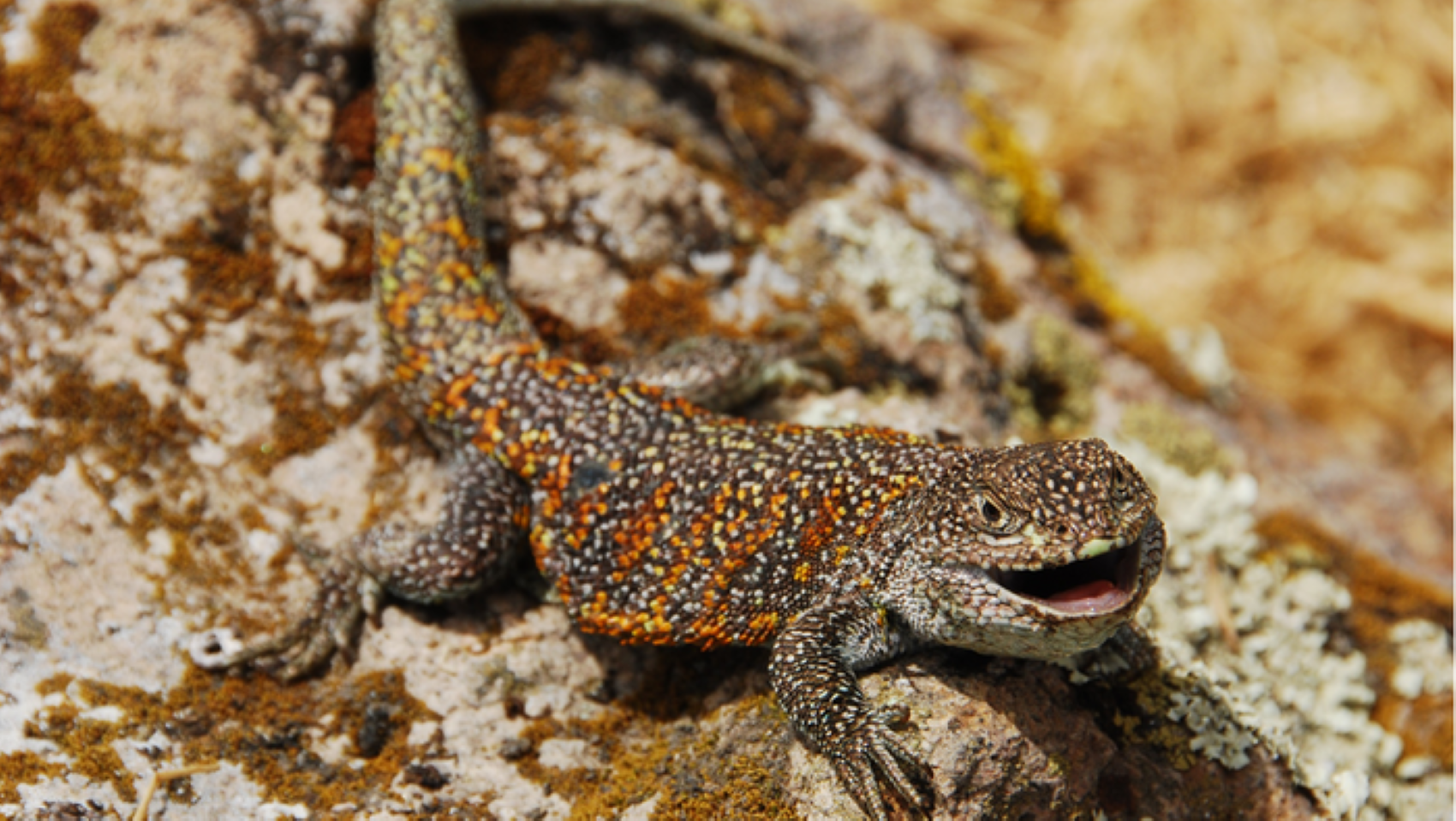 Investigadores de cuatro países descubren nueva especie de lagartija endémica que habita a más de 4 mil metros de altura